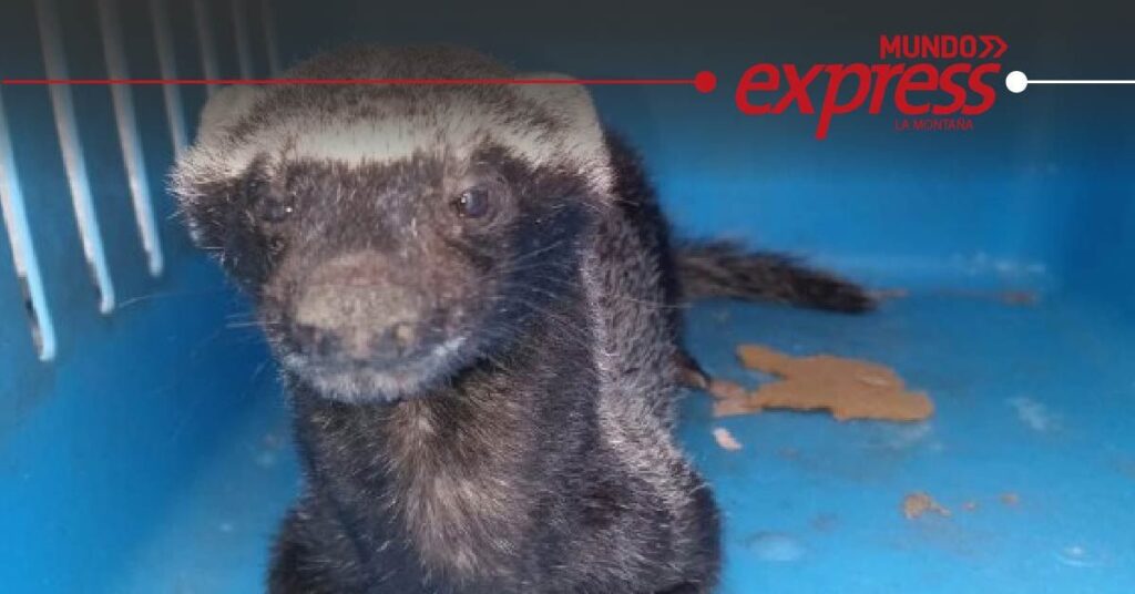 Capturan Hurón en escuela de Huejutla