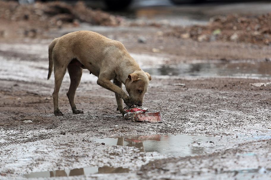 ¡Horror! Encuentran a perro comiendo pierna humana en Tizayuca