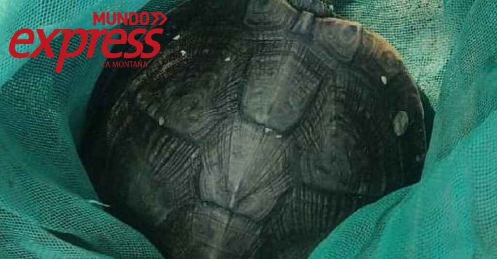 Reaparecen tortugas en Huejutla