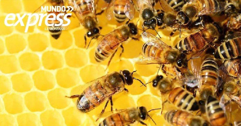 Anciano es atacado por abejas en Huejutla