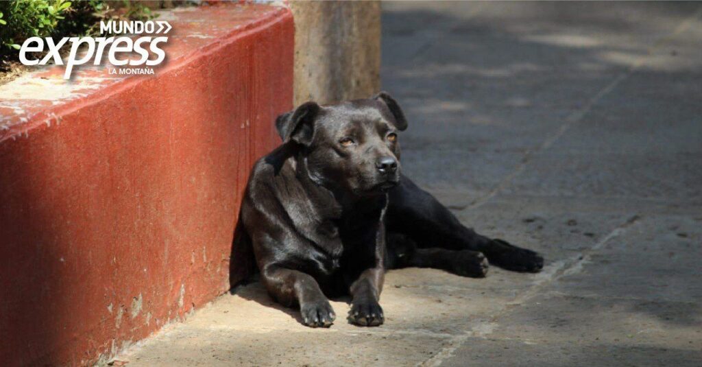 Problemas de sobrepoblación canina en el Corredor de La Montaña