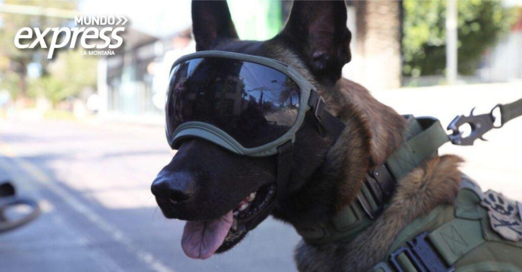 Ofrecen esterilización canina gratuita en Pachuca