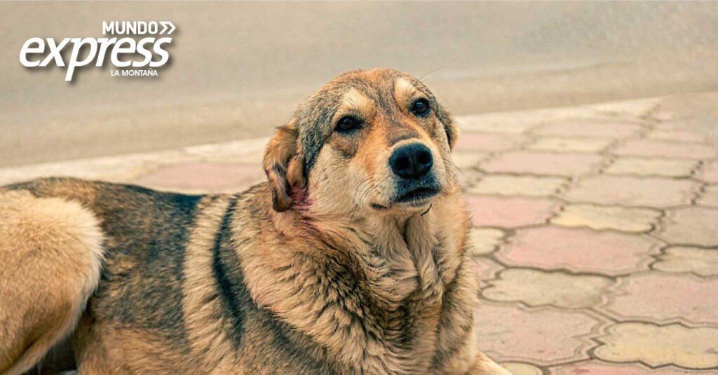 Hidalgo aprueba reformas contra maltrato animal