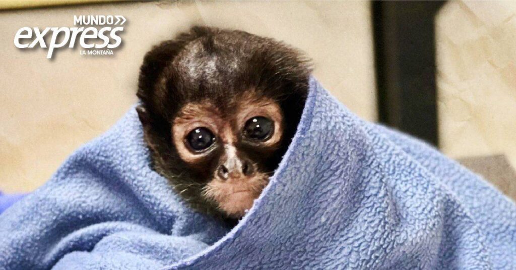Reubicarán a mono rescatado en Pachuca