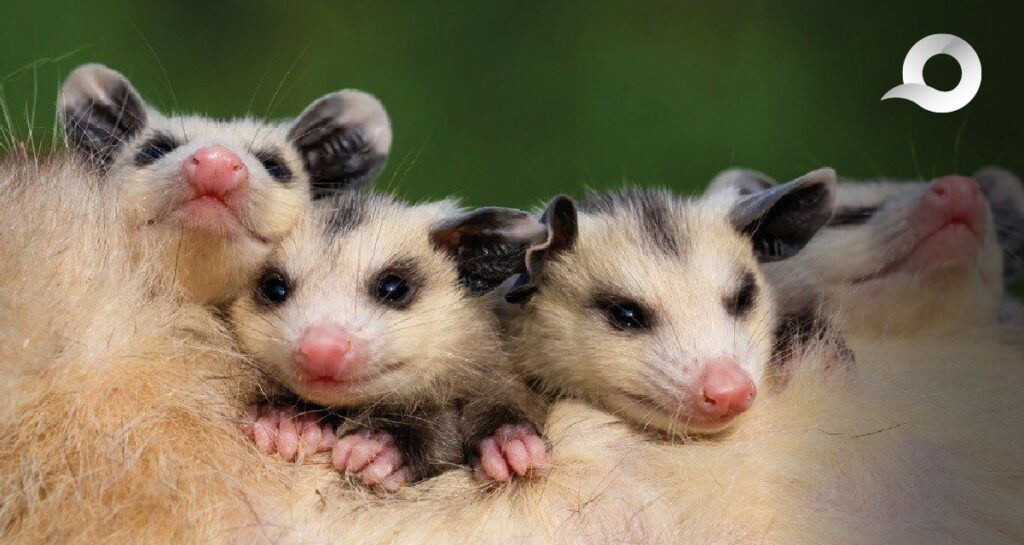 Policía rescata tlacuaches bebés en Huasca de Ocampo