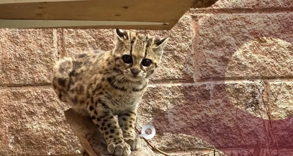 Pachuca libera 22 ejemplares de fauna silvestre en su hábitat Pachuca libera 22 ejemplares de fauna silvestre en su hábitat